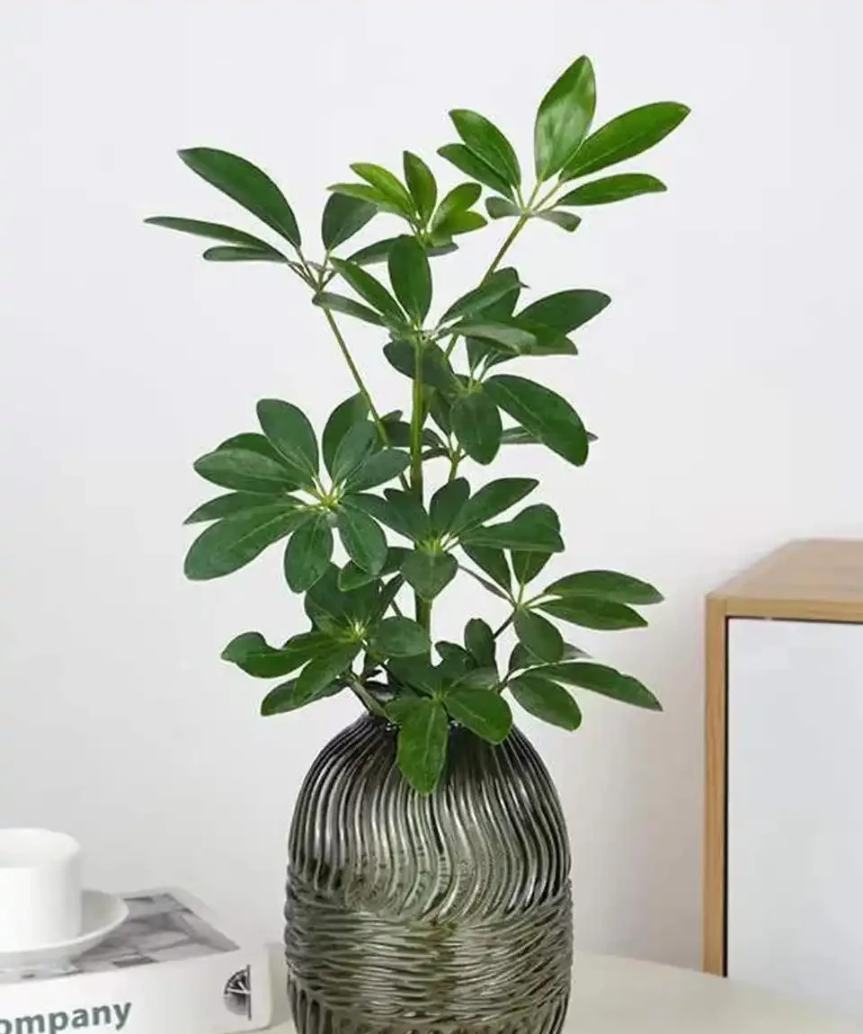 鵝掌藤如何插枝?從新手到綠植的插枝秘籍