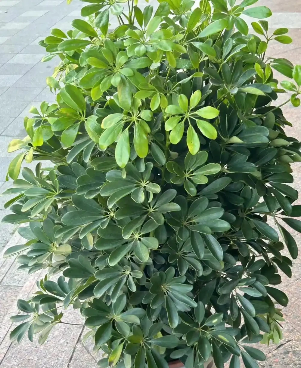 鵝掌藤如何插枝?從新手到綠植的插枝秘籍