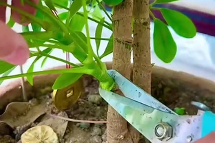 鵝掌藤如何插枝？從新手到綠植的插枝秘籍