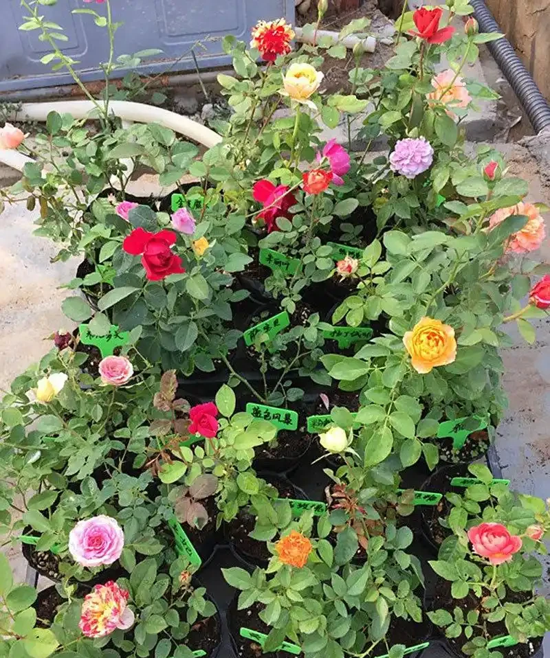 玫瑰花養殖全攻略：從新手到高手的進階指南