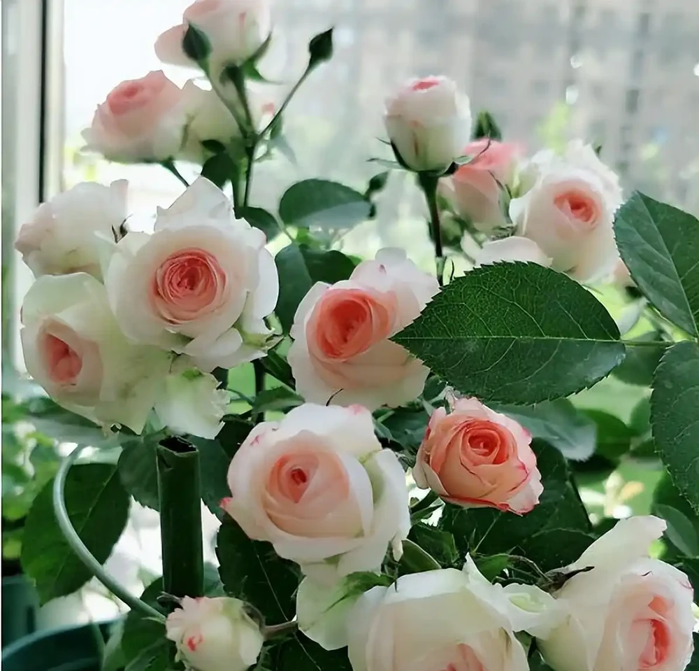玫瑰花養殖全攻略：從新手到高手的進階指南