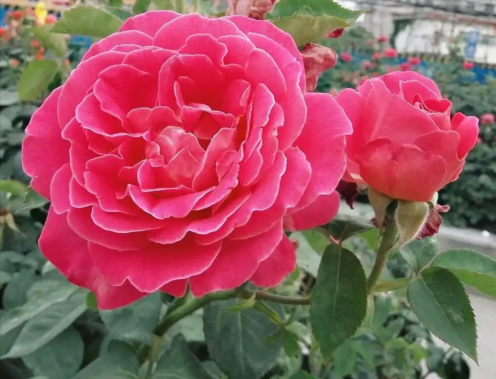 玫瑰花養殖全攻略：從新手到高手的進階指南