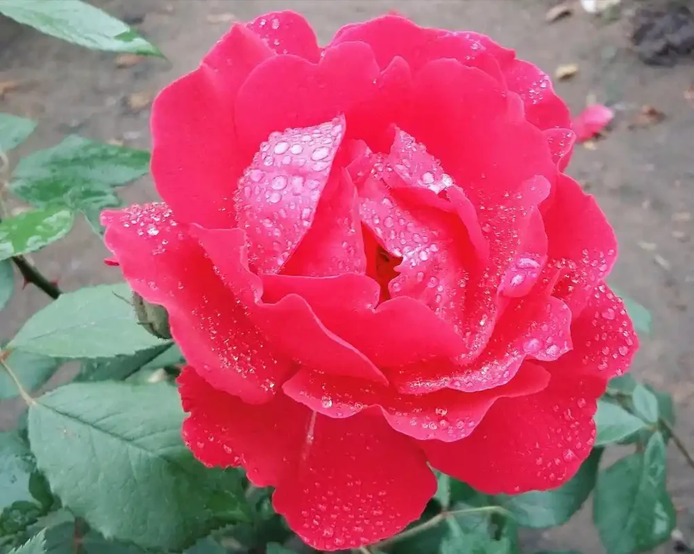 玫瑰花養殖全攻略：從新手到高手的進階指南