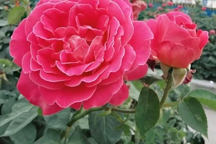 玫瑰花養殖全攻略：從新手到高手的進階指南