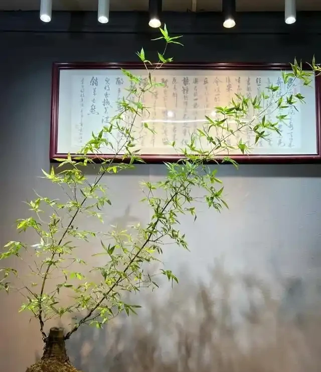 適合辦公室養的10種綠植,「旺人又旺運」,提升格調彰顯大氣