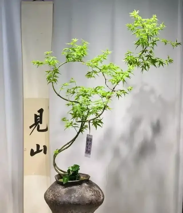 適合辦公室養的10種綠植,「旺人又旺運」,提升格調彰顯大氣