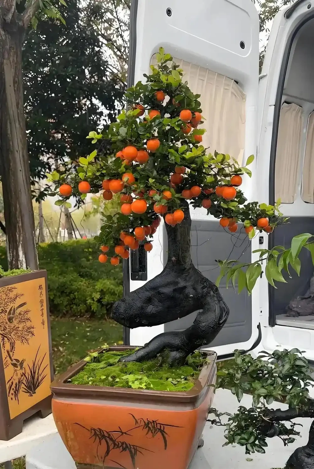 重慶金彈子避暑教訓,三盆殤後總結錯誤,光照不當致死亡