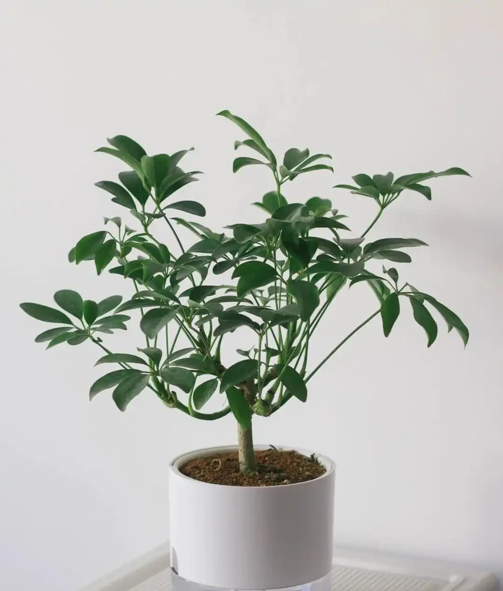 鴨腳木盆栽的養殖方法和注意事項,造室內綠色小森林養成記