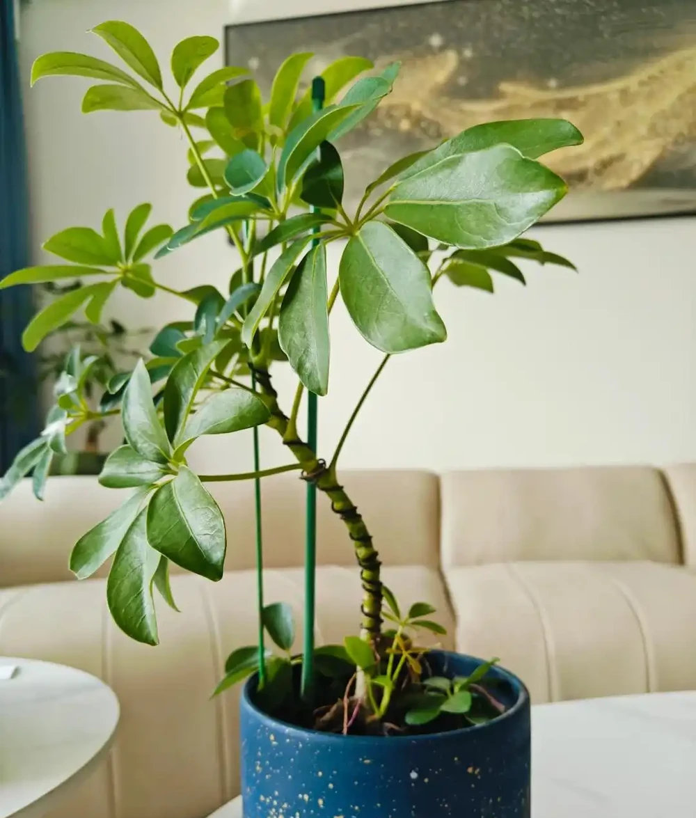 鴨腳木盆栽的養殖方法和注意事項,造室內綠色小森林養成記