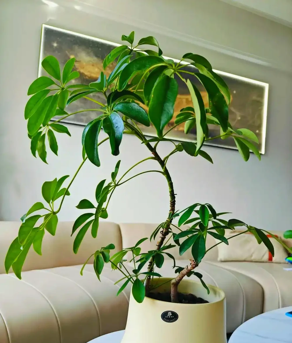 鴨腳木盆栽的養殖方法和注意事項,造室內綠色小森林養成記