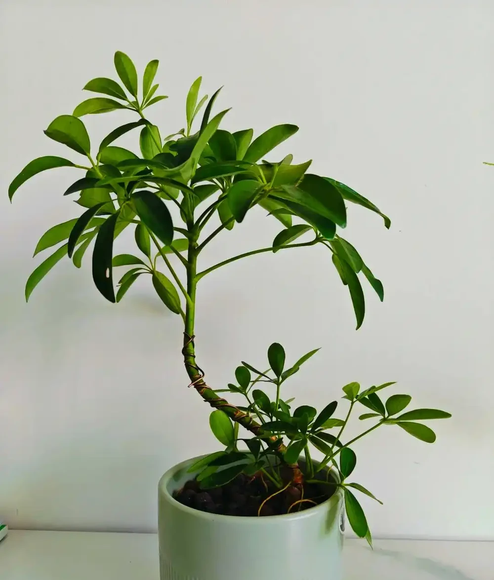 鴨腳木盆栽的養殖方法和注意事項,造室內綠色小森林養成記