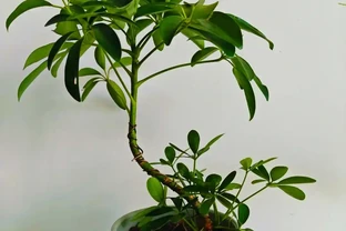 鴨腳木盆栽的養殖方法和注意事項，造室內綠色小森林養成記