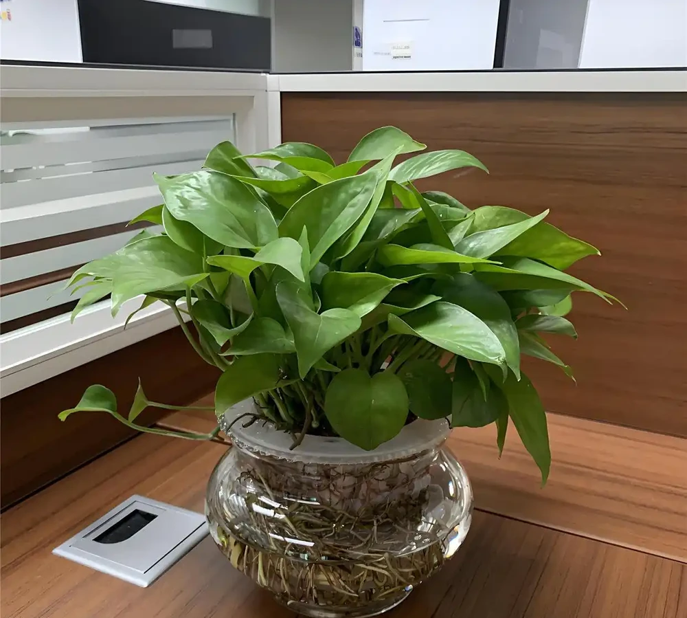 黃金葛能水耕嗎?手把手教你水耕黃金葛全攻略,長根快不腐根