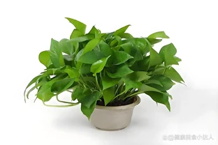黃金葛能水耕嗎？手把手教你水耕黃金葛全攻略，長根快不腐根