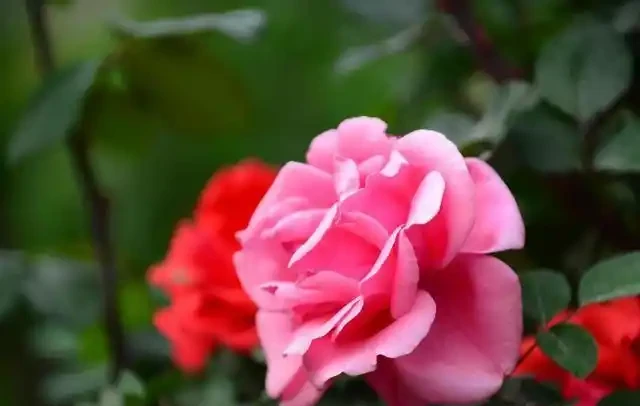 玫瑰花有6個「小喜好」,順著它,輕鬆開爆100朵花!