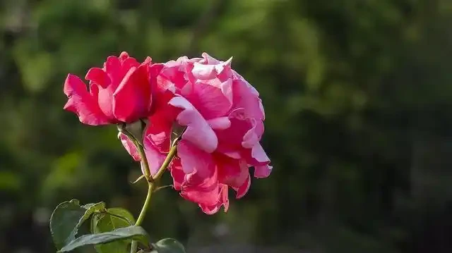 玫瑰花有6個「小喜好」,順著它,輕鬆開爆100朵花!