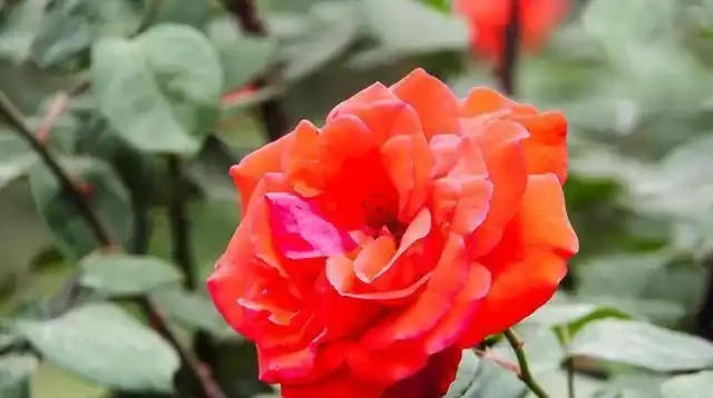 玫瑰花有6個「小喜好」,順著它,輕鬆開爆100朵花!