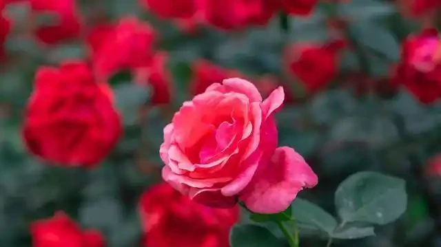 玫瑰花有6個「小喜好」,順著它,輕鬆開爆100朵花!