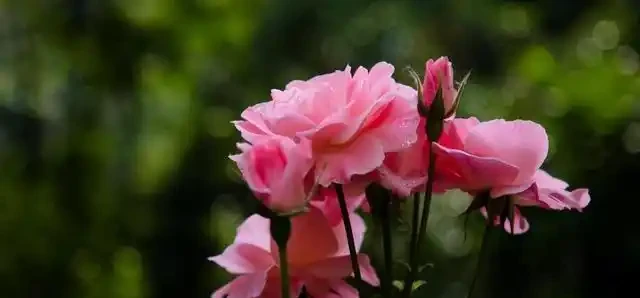 玫瑰花有6個「小喜好」,順著它,輕鬆開爆100朵花!