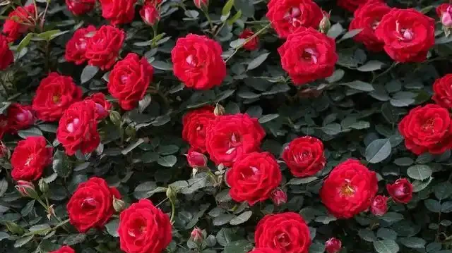 玫瑰花有6個「小喜好」,順著它,輕鬆開爆100朵花!