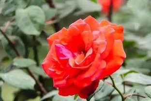 玫瑰花有6個「小喜好」，順著它，輕鬆開爆100朵花！