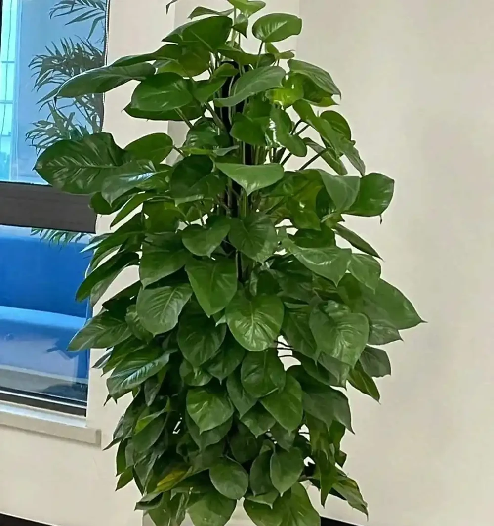 家裡為何不能養黃金葛?聽一聽前輩的經驗之談