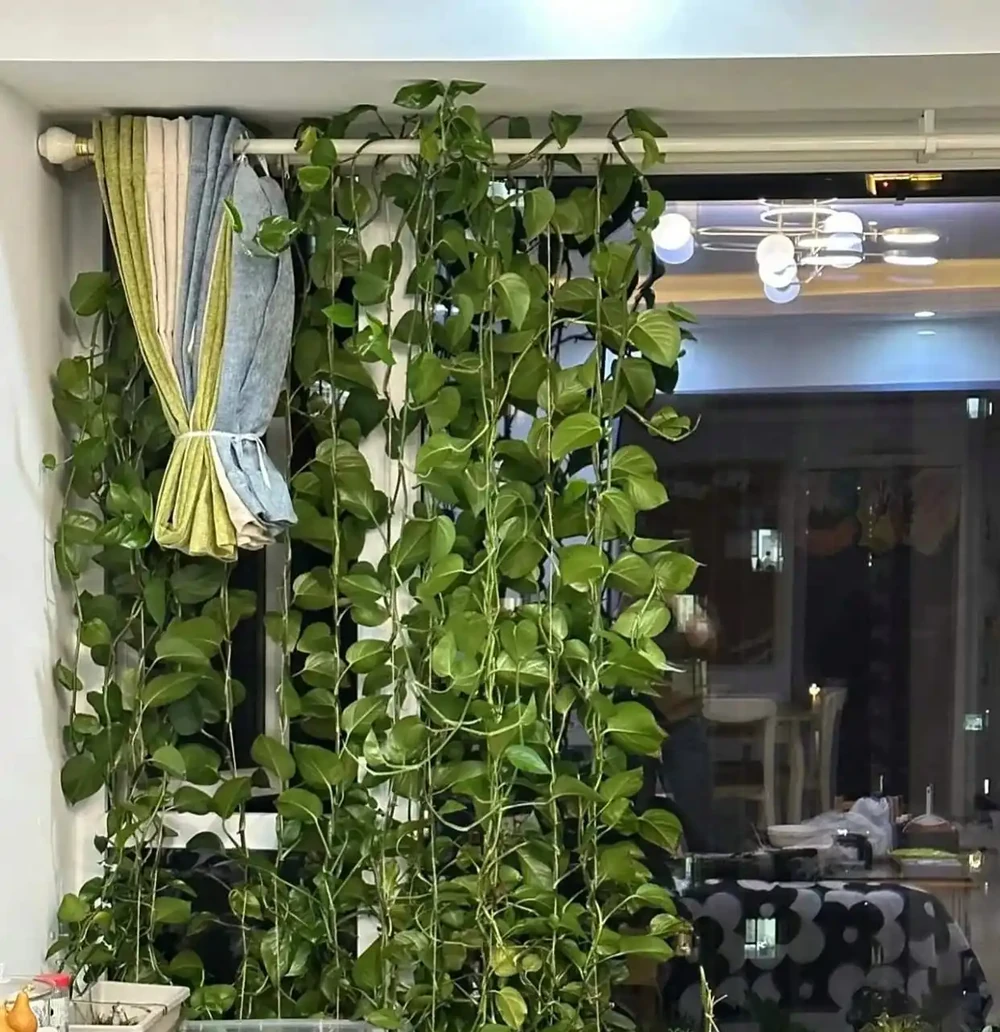 家裡為何不能養黃金葛?聽一聽前輩的經驗之談