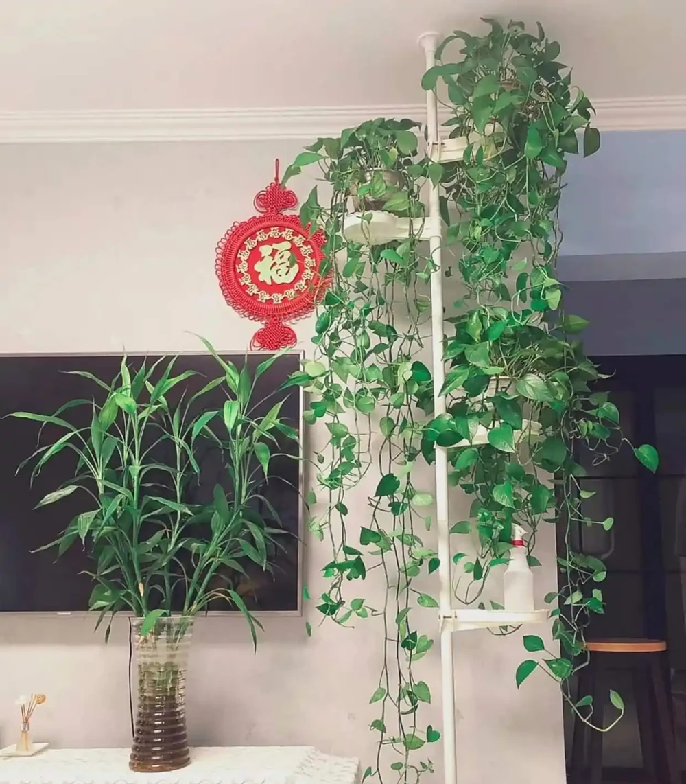 家裡為何不能養黃金葛?聽一聽前輩的經驗之談