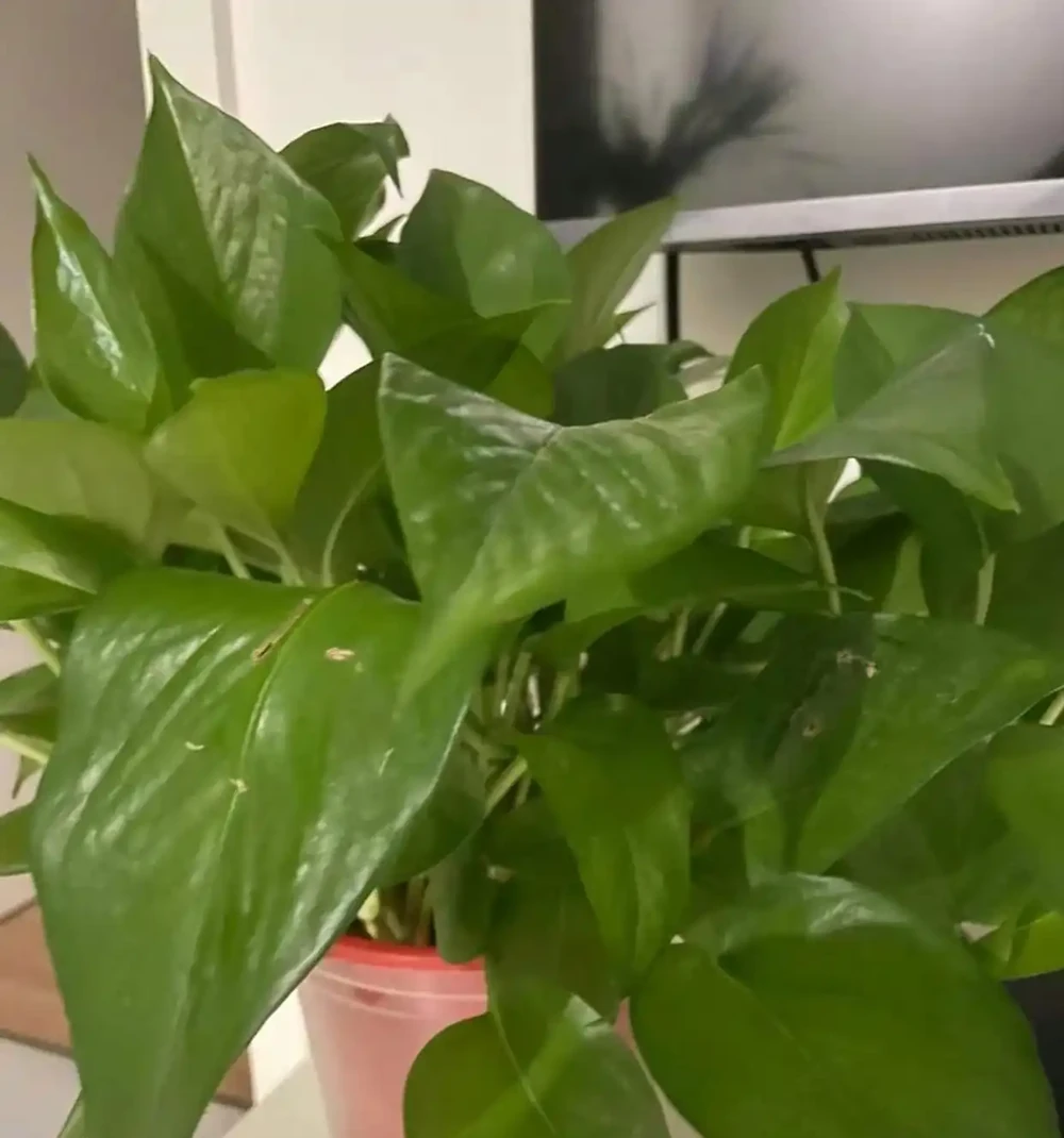 家裡為何不能養黃金葛?聽一聽前輩的經驗之談