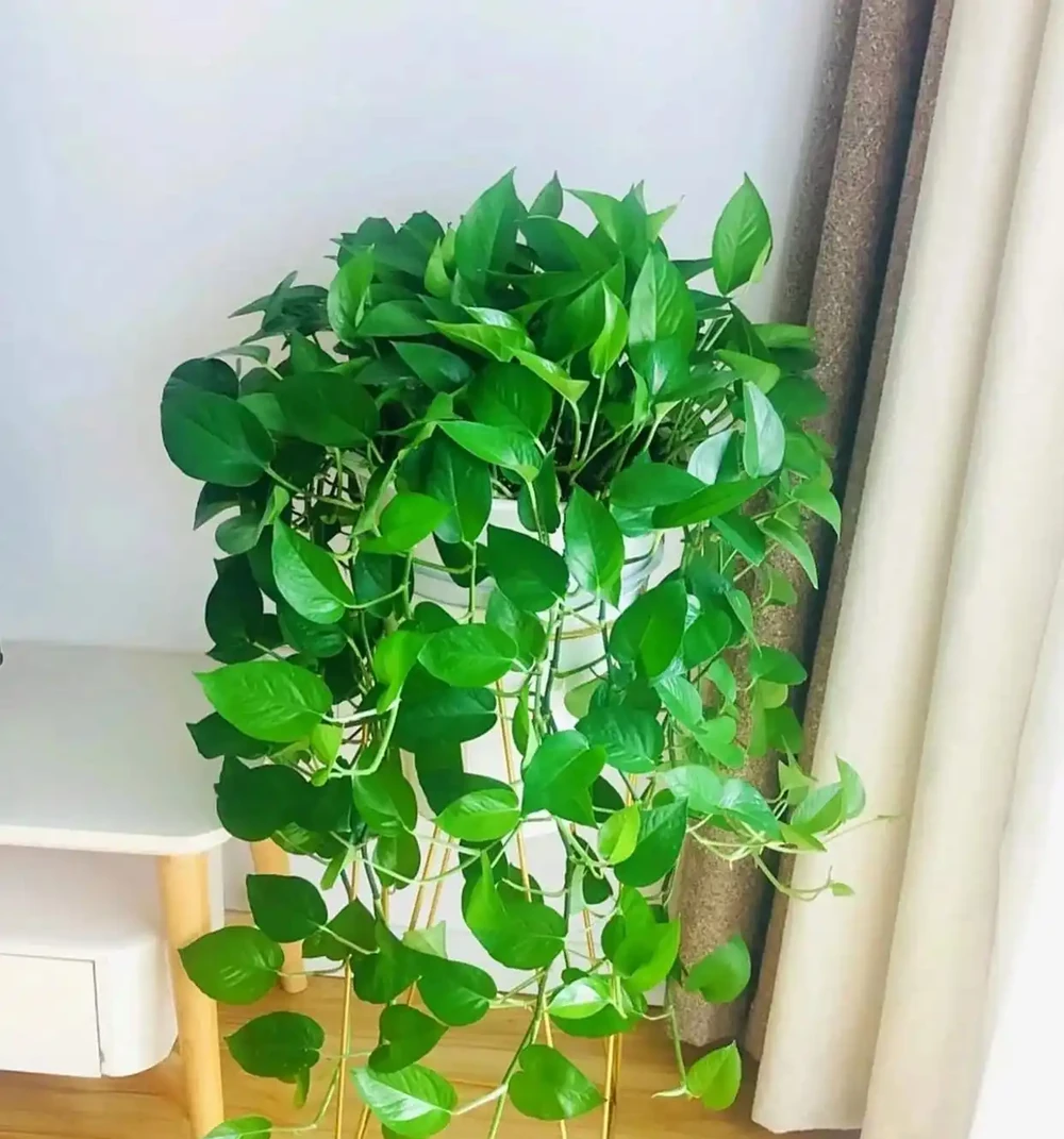 家裡為何不能養黃金葛?聽一聽前輩的經驗之談