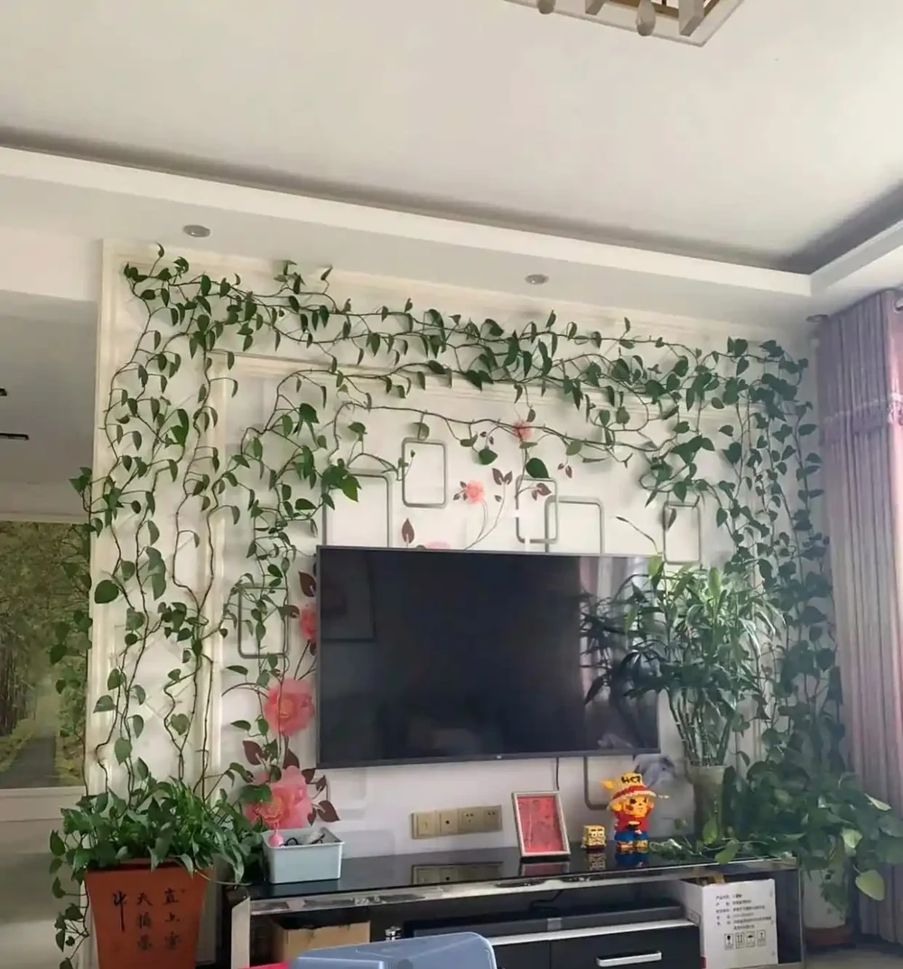 家裡為何不能養黃金葛?聽一聽前輩的經驗之談