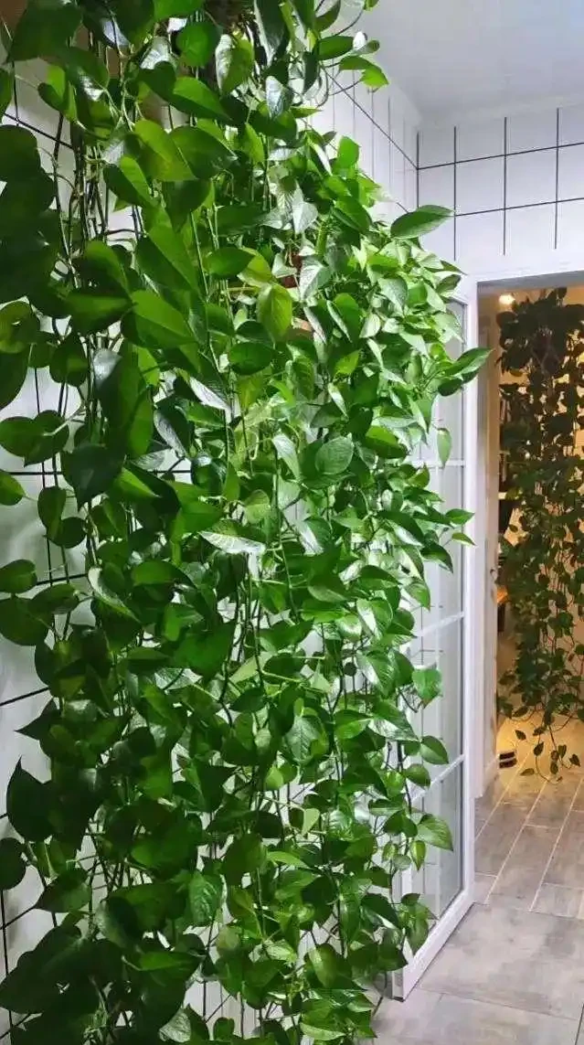 家裡為何不能養黃金葛?聽一聽前輩的經驗之談