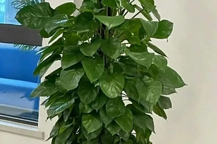 家裡為何不能養黃金葛？聽一聽前輩的經驗之談