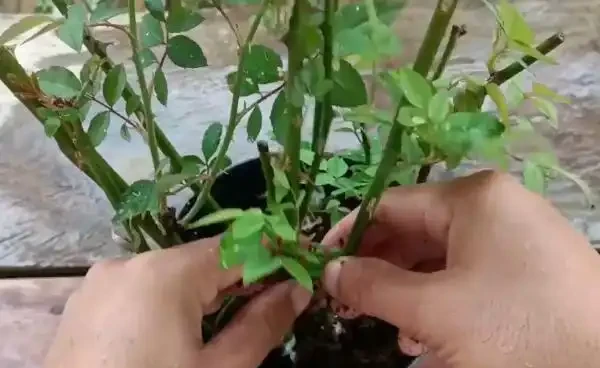 食用玫瑰的種植條件,食用玫瑰的種植方法和繁殖技術