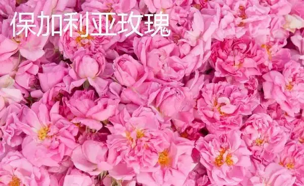 食用玫瑰的種植條件,食用玫瑰的種植方法和繁殖技術