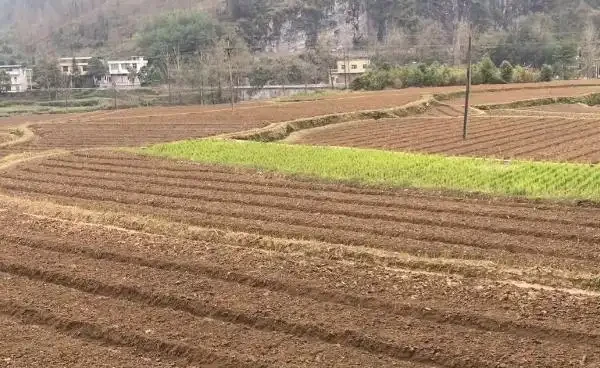 食用玫瑰的種植條件,食用玫瑰的種植方法和繁殖技術