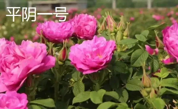 食用玫瑰的種植條件,食用玫瑰的種植方法和繁殖技術