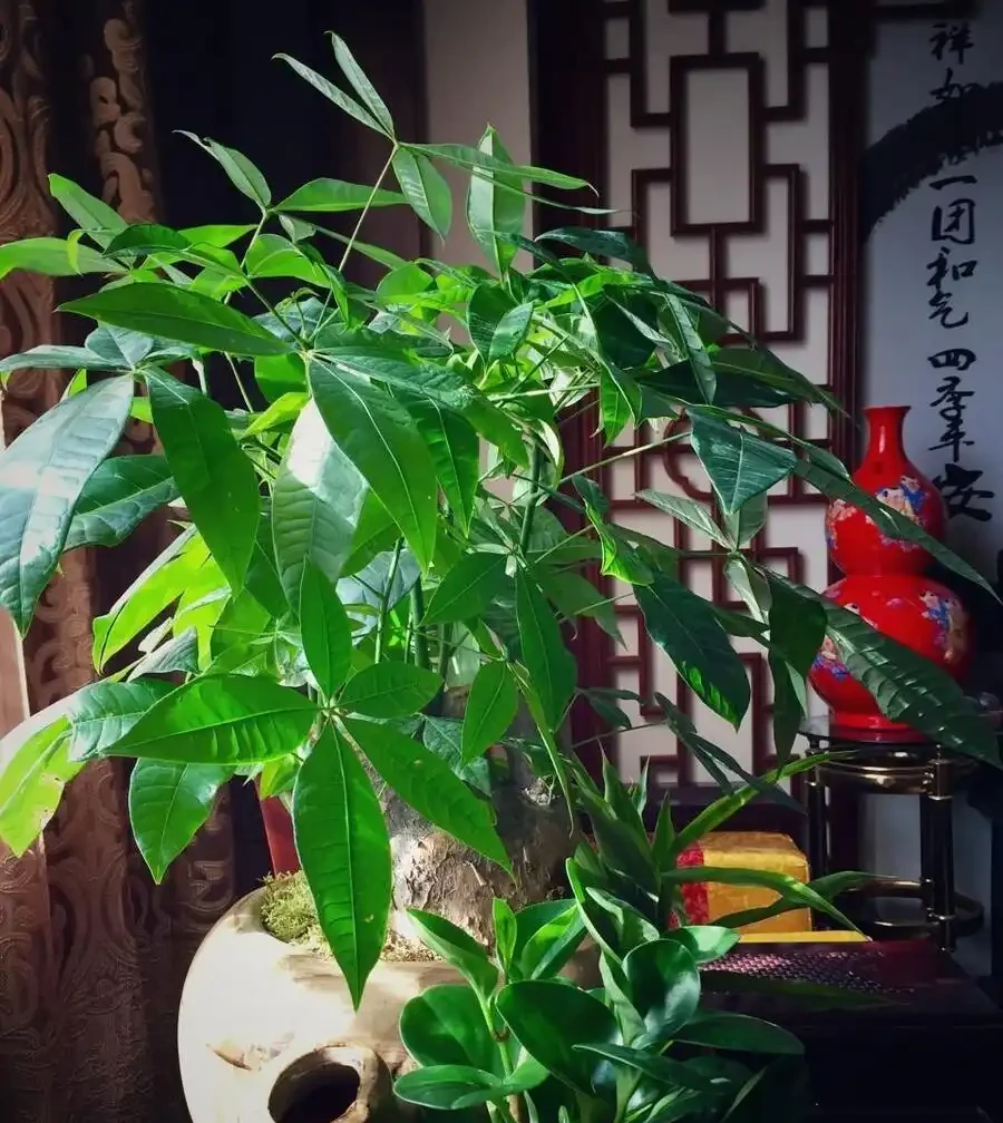 發財樹怎麼修剪?簡單3步驟,越剪越旺,株型豐滿!