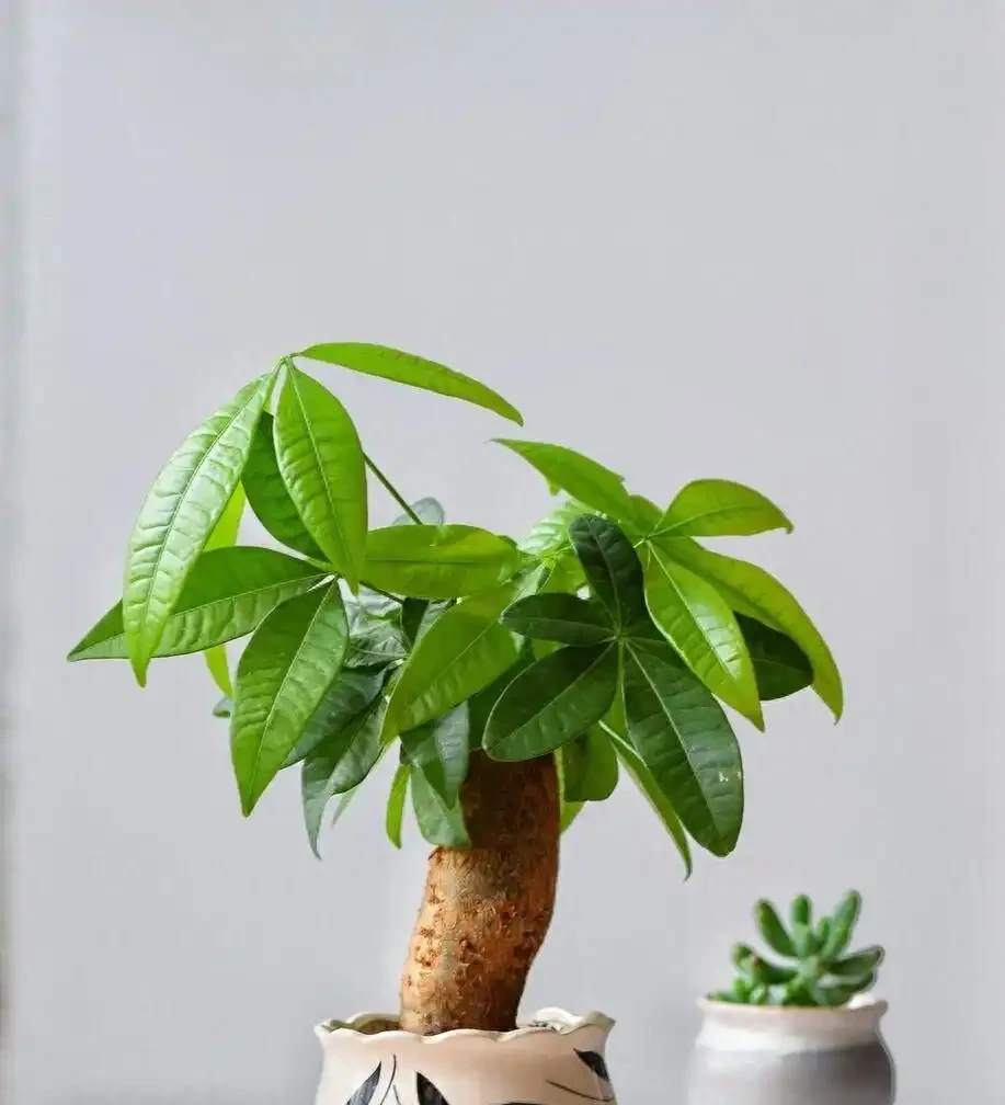 發財樹怎麼修剪?簡單3步驟,越剪越旺,株型豐滿!