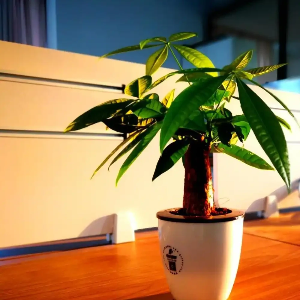 發財樹怎麼修剪?簡單3步驟,越剪越旺,株型豐滿!