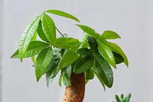 發財樹怎麼修剪？簡單3步驟，越剪越旺，株型豐滿！
