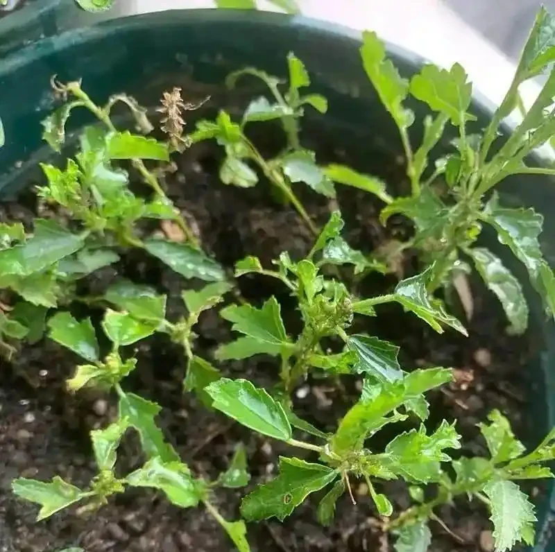5種「開花小能手」，開花期橫跨三季，剪一枝插瓶就能活