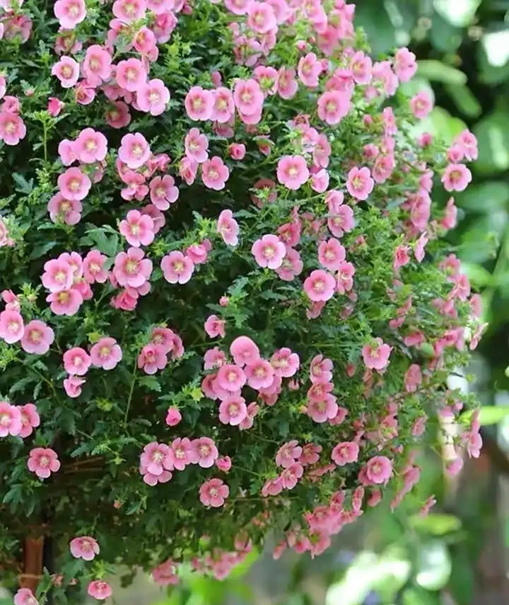 5種「開花小能手」，開花期橫跨三季，剪一枝插瓶就能活