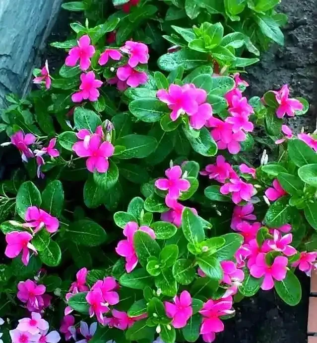 5種「開花小能手」，開花期橫跨三季，剪一枝插瓶就能活
