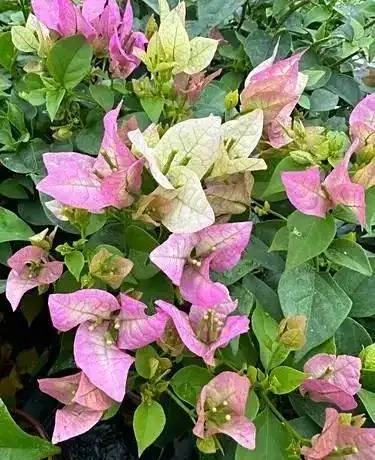 5種「開花小能手」，開花期橫跨三季，剪一枝插瓶就能活