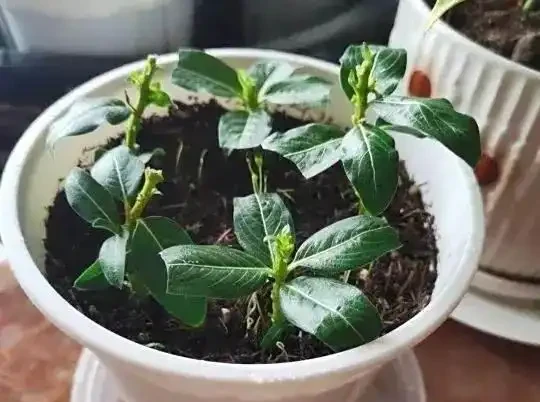 5種「開花小能手」，開花期橫跨三季，剪一枝插瓶就能活