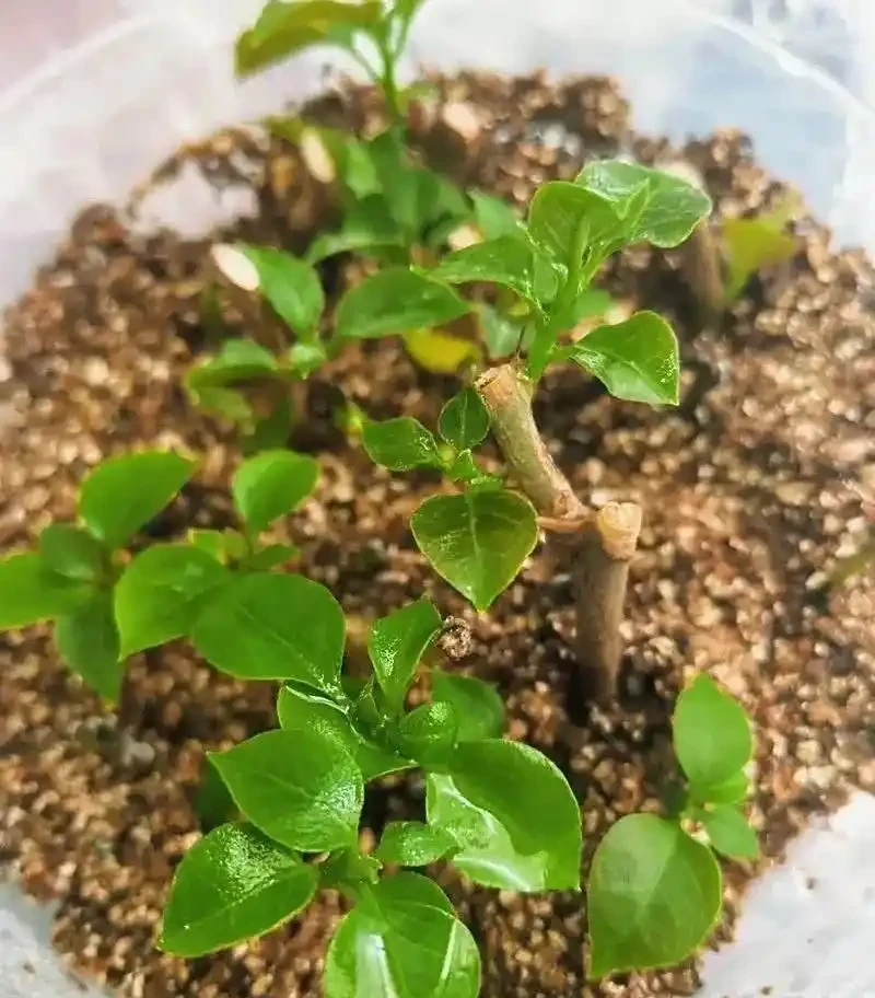 5種「開花小能手」，開花期橫跨三季，剪一枝插瓶就能活