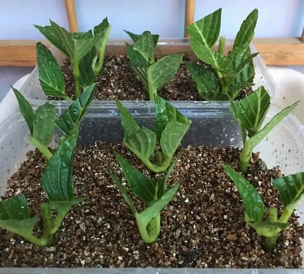 5種「開花小能手」，開花期橫跨三季，剪一枝插瓶就能活