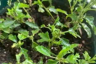 5種「開花小能手」，開花期橫跨三季，剪一枝插瓶就能活