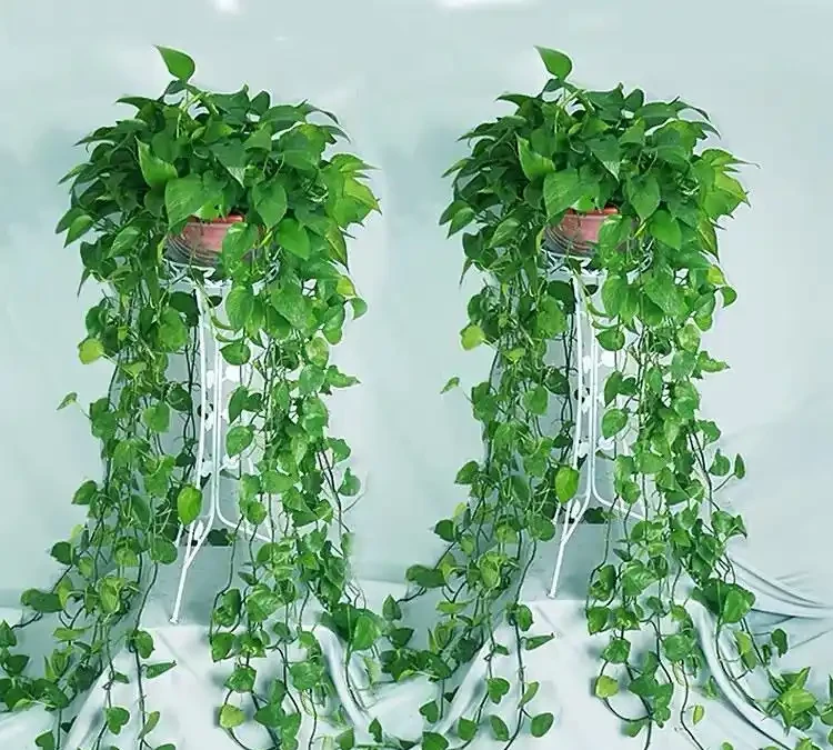 吊蘭VS黃金葛:誰才是室內甲醛的「終結者」